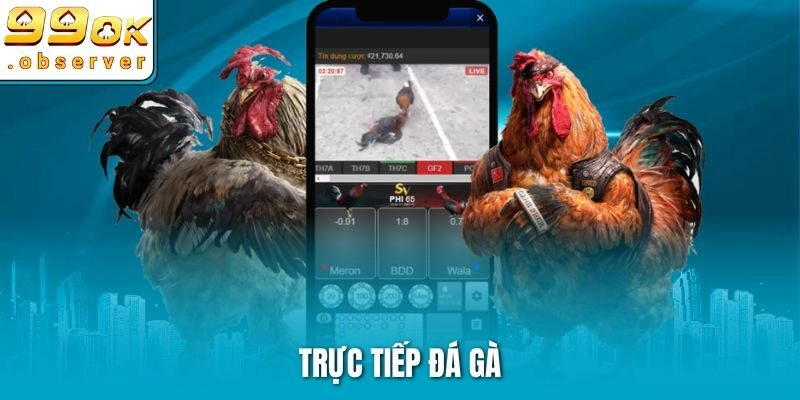 Trực Tiếp Đá Gà 99ok – Chiến Kê Rực Lửa, Giải Thưởng Cực Lớn